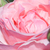 Ružičasta - Floribunda-grandiflora ruža  - Queen Elizabeth